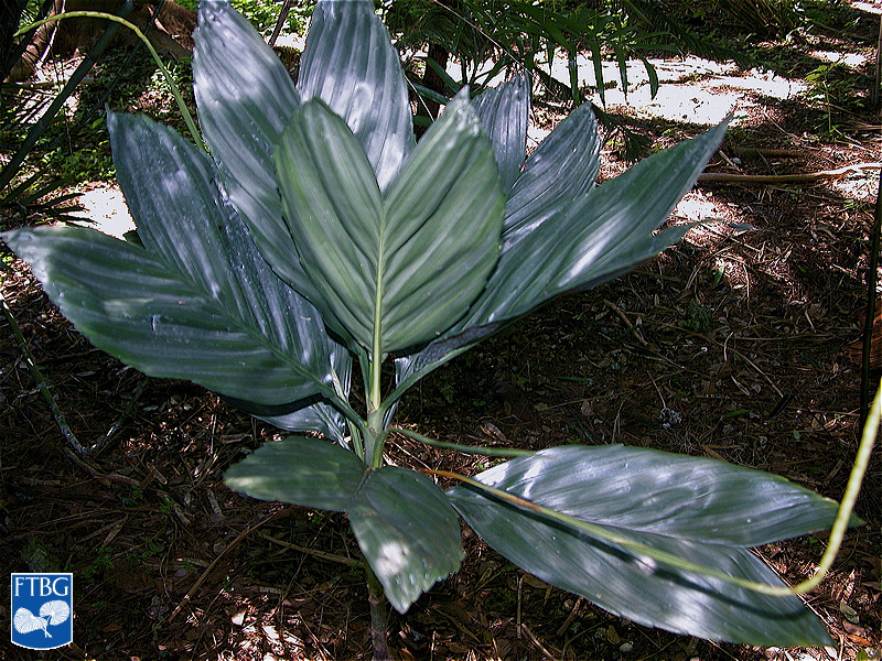   Chamaedorea metallica  habit. Photograph courtesy of Fairchild Tropical Botanical Garden, Guide to Palms  http://palmguide.org/index.php  