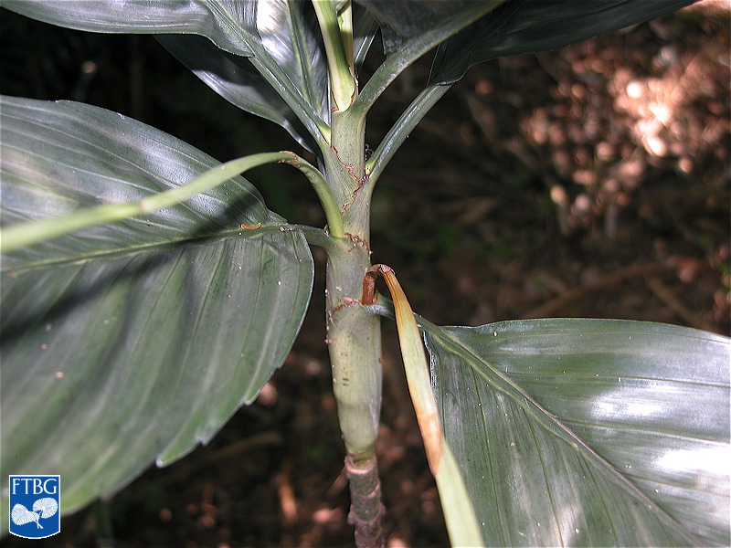   Chamaedorea metallica  stem. Photograph courtesy of Fairchild Tropical Botanical Garden, Guide to Palms  http://palmguide.org/index.php  