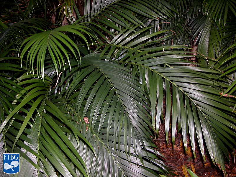   Chamaedorea cataractarum  habit. Photograph courtesy of Fairchild Tropical Botanical Garden, Guide to Palms  http://palmguide.org/index.php  