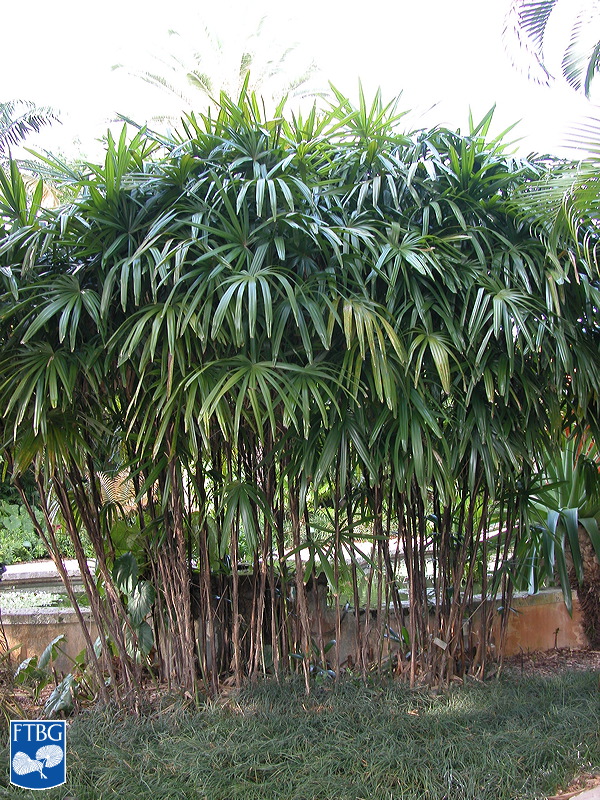   Rhapis excelsa  habit. Photograph courtesy of Fairchild Tropical Botanical Garden, Guide to Palms  http://palmguide.org/index.php  
