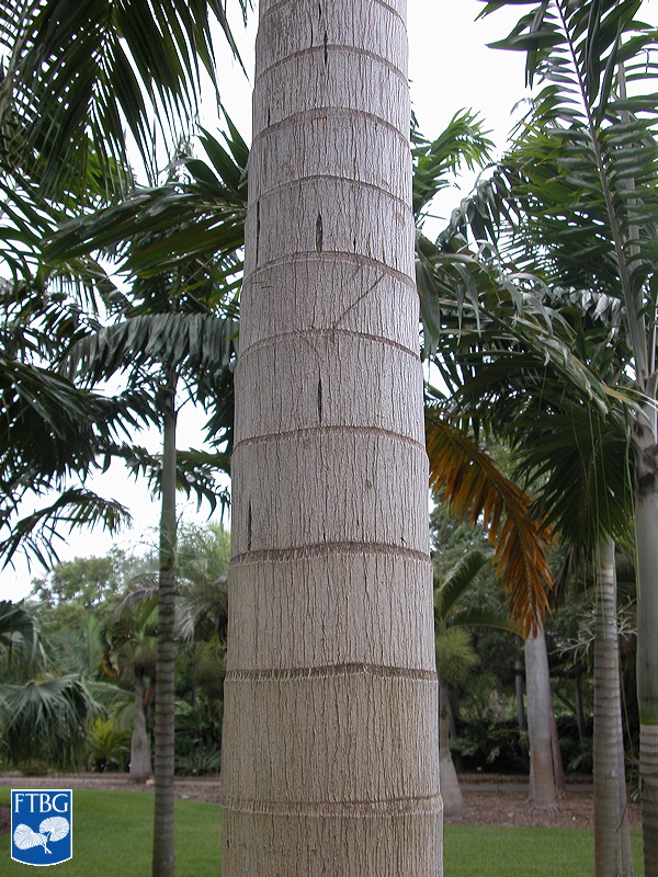   Veitchia joannis  stem. Photograph courtesy of Fairchild Tropical Botanical Garden, Guide to Palms  http://palmguide.org/index.php  