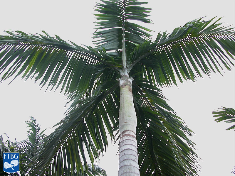   Veitchia joannis  canopy, crown shaft and stem. Photograph courtesy of Fairchild Tropical Botanical Garden, Guide to Palms  http://palmguide.org/index.php  