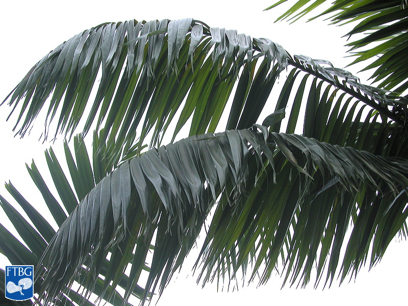   Veitchia joannis  leaves. Photograph courtesy of Fairchild Tropical Botanical Garden, Guide to Palms  http://palmguide.org/index.php  