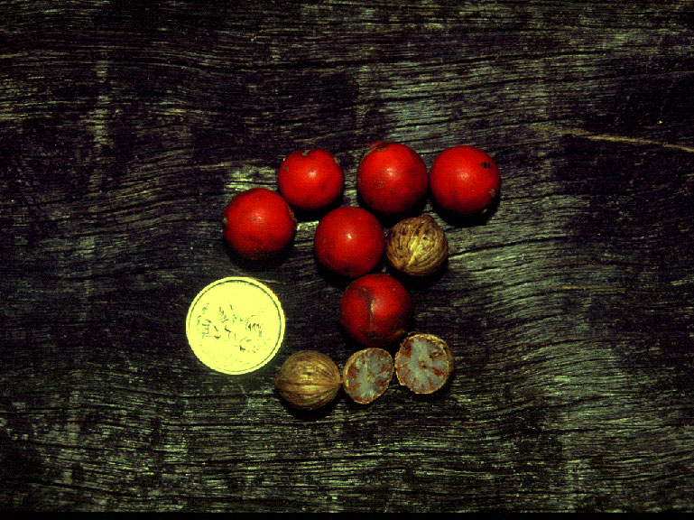   Archontophoenix cunninghamiana  close view of fruit (MBC photo: 96217R1). Photograph courtesy of Montgomery Botanical Center  http://www.montgomerybotanical.org/  