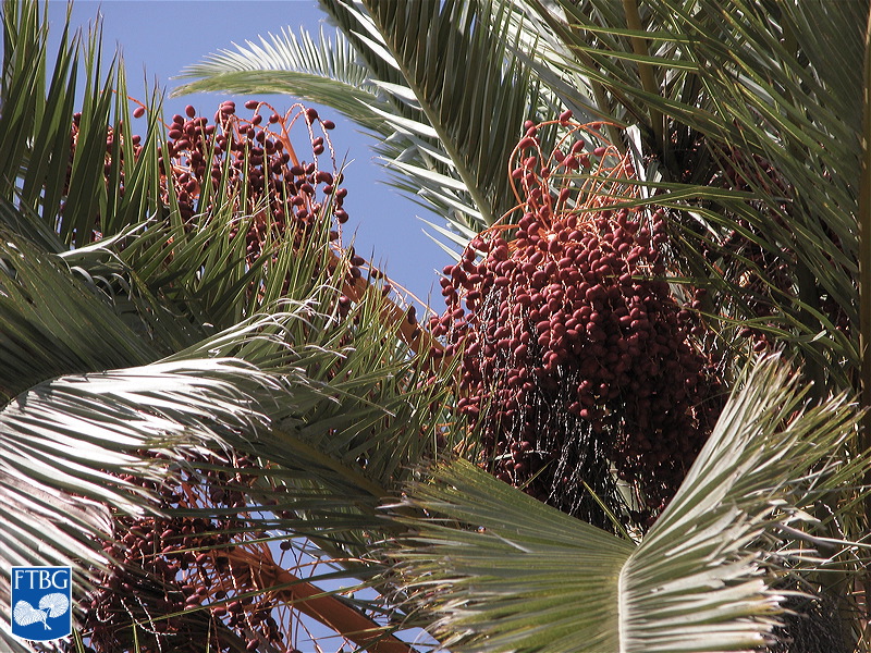   Phoenix canariensis  fruit. Photograph courtesy of Fairchild Tropical Botanical Garden, Guide to Palms  http://palmguide.org/index.php  