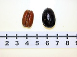   Phoenix canariensis  single seed (left) and fruit (right). Photograph courtesy of Fairchild Tropical Botanical Garden, Guide to Palms  http://palmguide.org/index.php  