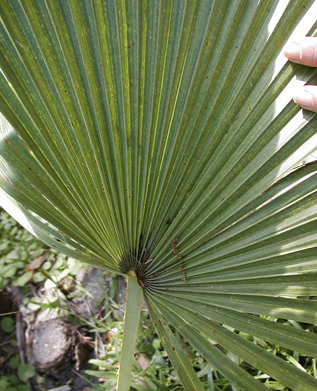   Acoelorrhaphe wrightii  leaf blade 