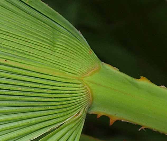  
	 Acoelorrhaphe wrightii  close view of leaf blade undersurface, attached to petiole 
