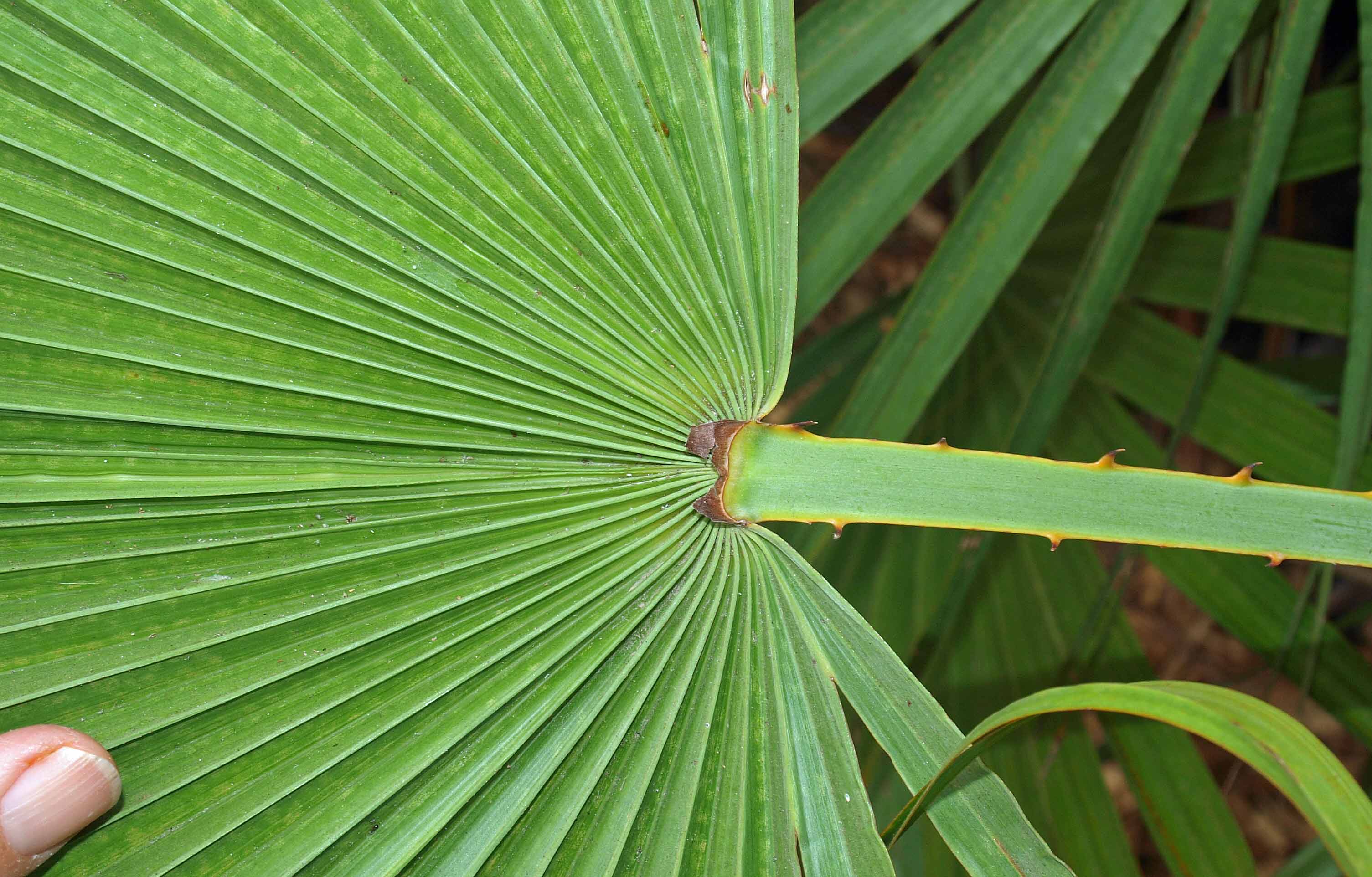 
	 Acoelorrhaphe wrightii  upper leaf blade with hastula 
