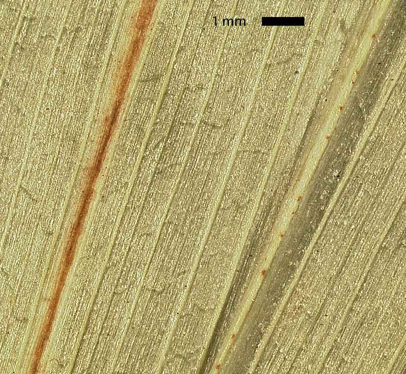 
	 Acoelorrhaphe wrightii  underside of leaf with transverse veins visible (mm scale) 
