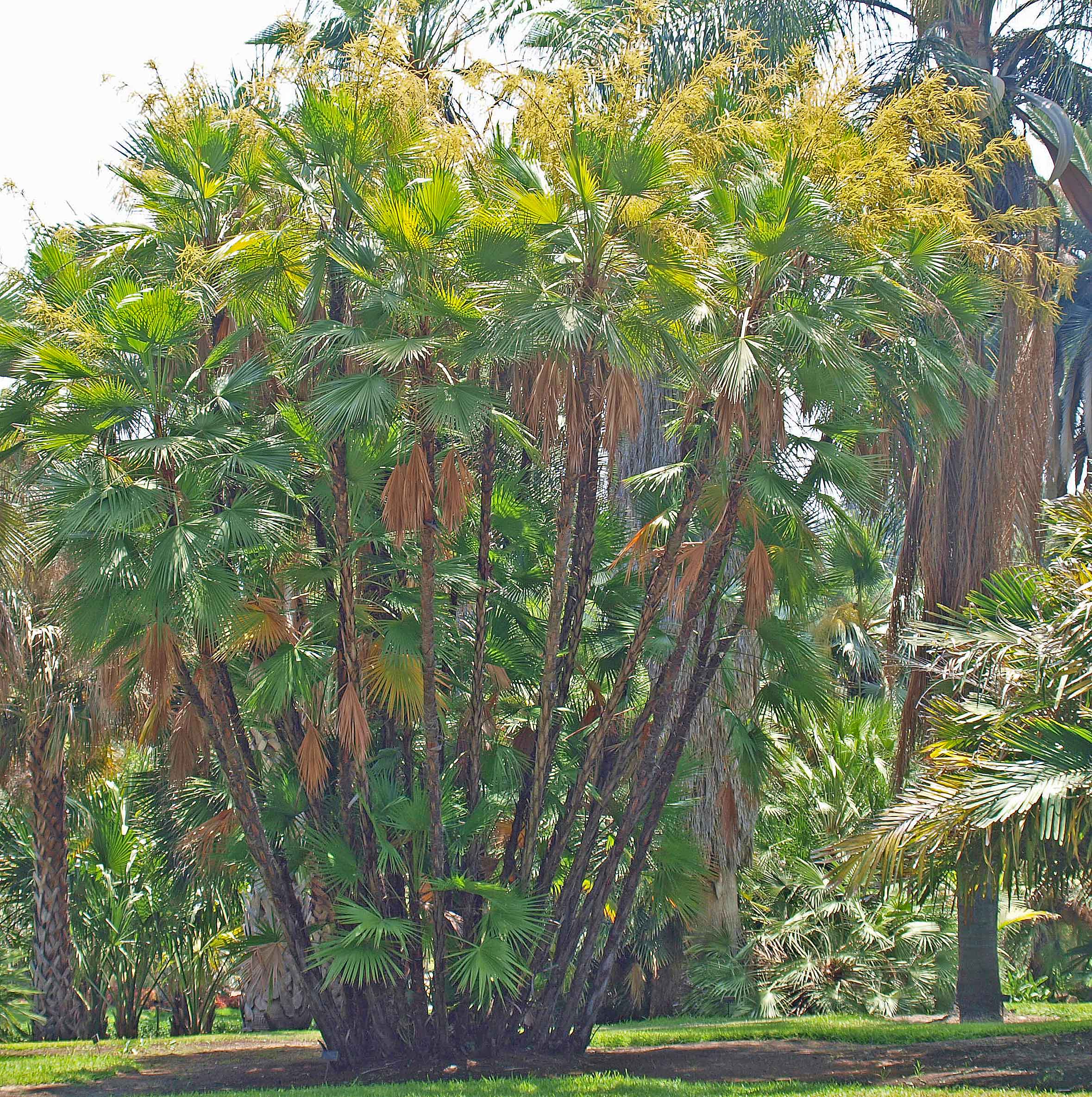   Acoelorrhaphe wrightii  clustering palm (with inflorescences) in the landscape 