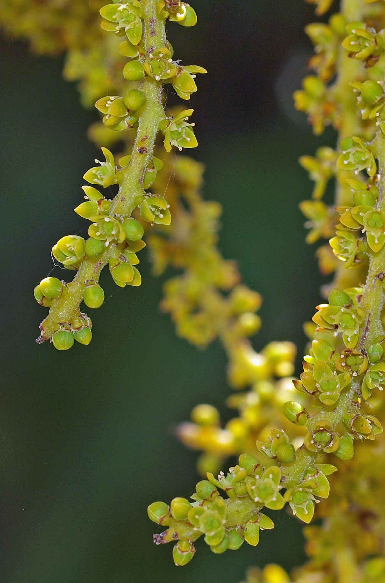   Acoelorrhaphe wrightii  flowers 