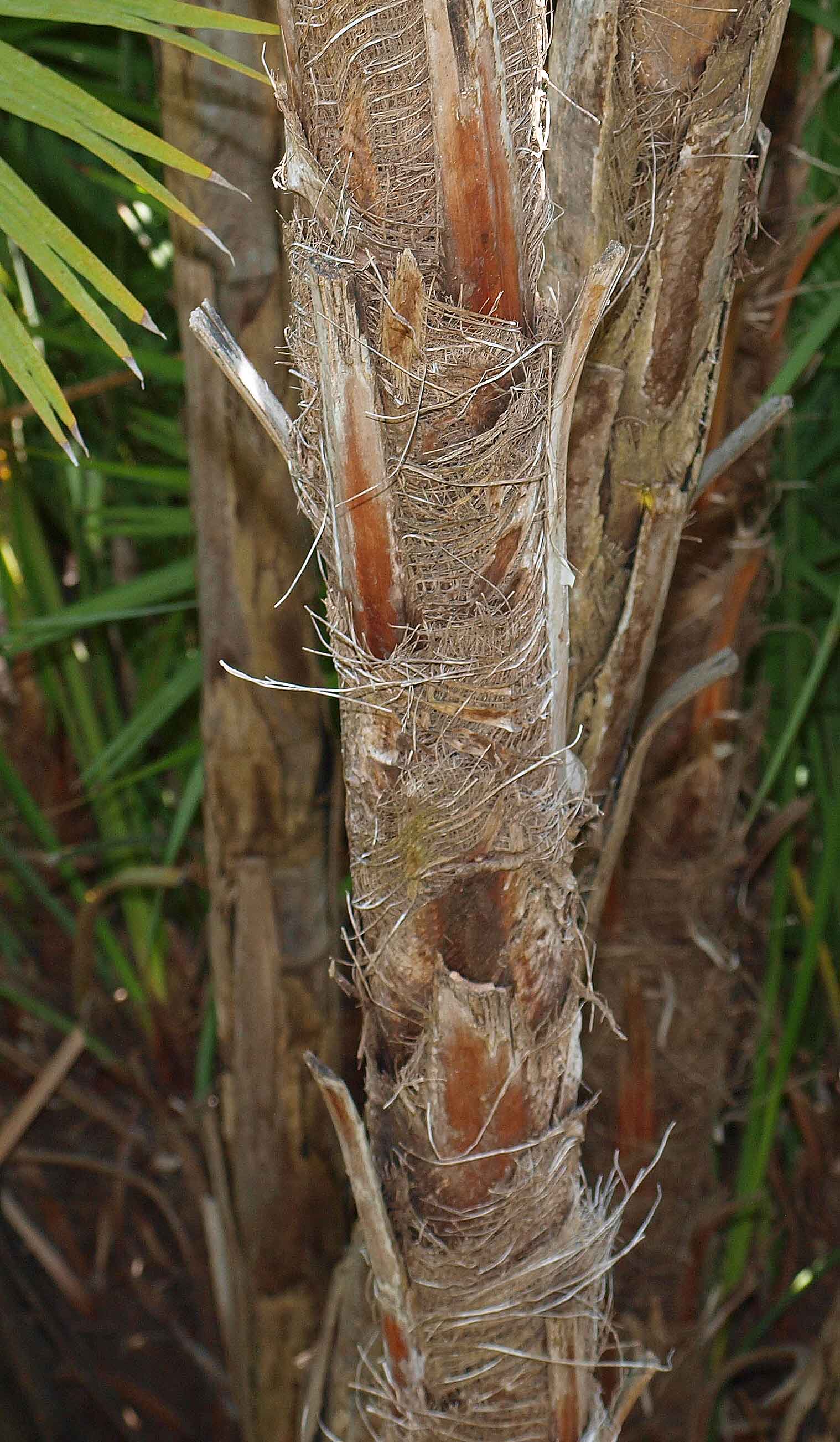   Acoelorrhaphe wrightii  close view of single stem covered with fibers and old leaf bases 