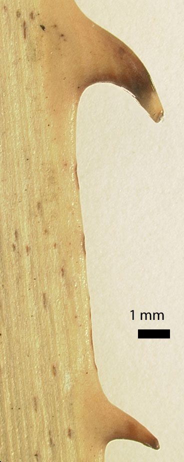  
	 Acoelorrhaphe wrightii  marginal teeth on petiole (mm scale) 

