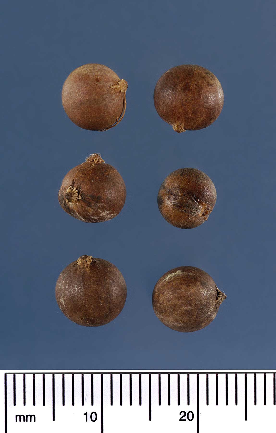   Acoelorrhaphe wrightii  seeds. Photograph courtesy of Mariana P. Beckman, DPI 