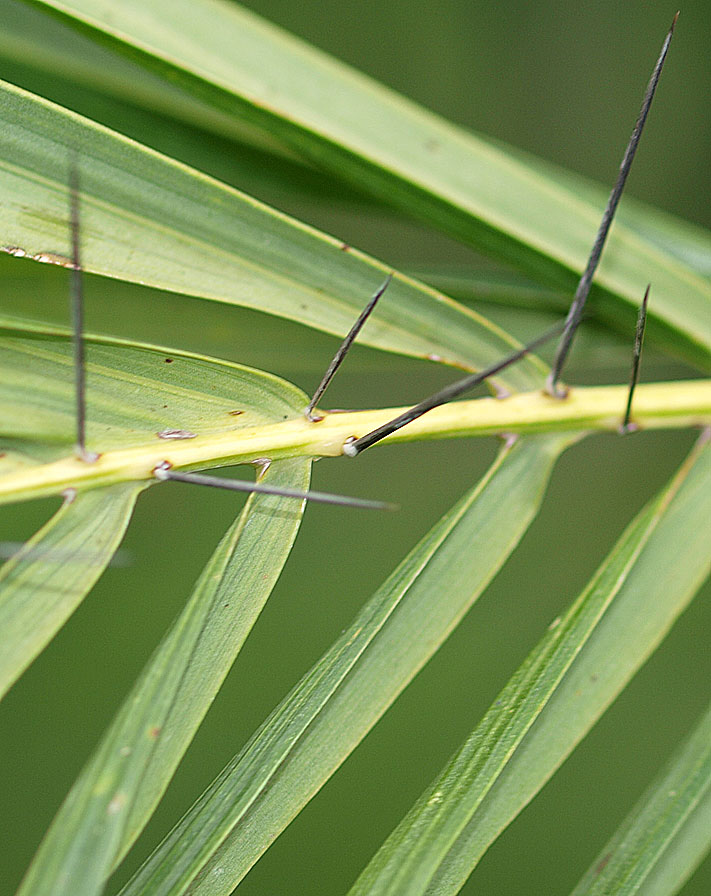   Acrocomia aculeata  close view of leaflet lower surface and spines along leaf rachis 