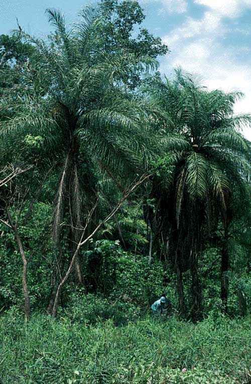   Acrocomia aculeata  adult palms in the landscape (MBC photo: 94804P). Photograph courtesy of Montgomery Botanical Center  http://www.montgomerybotanical.org/  