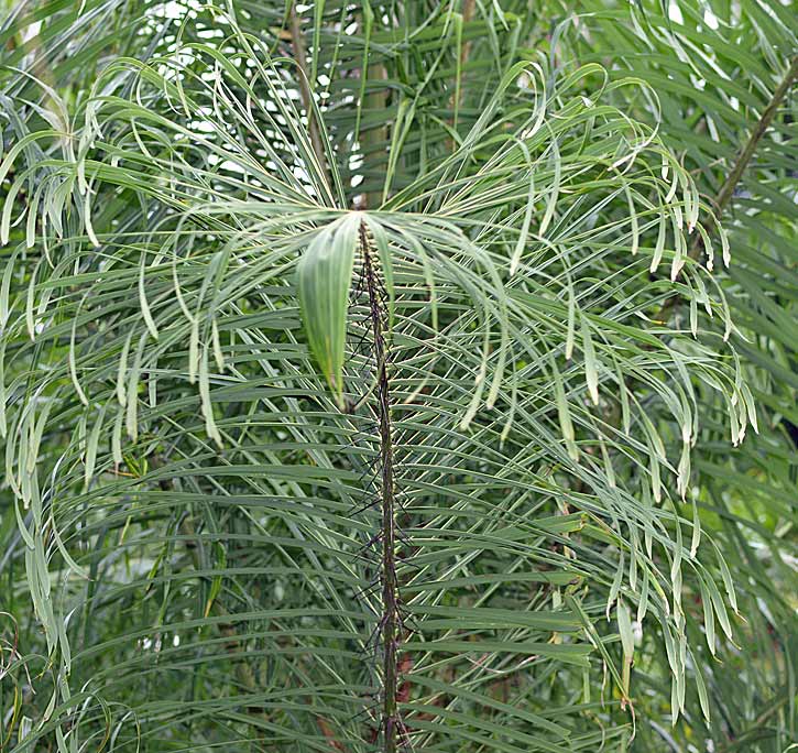   Acrocomia aculeata  leaflets spreading in many planes 