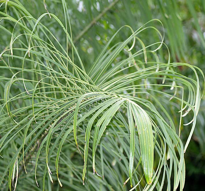   Acrocomia aculeata  curving leaflets 