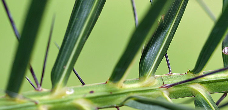   Acrocomia aculeata  close view of leaflet upper surface and spines along leaf rachis 