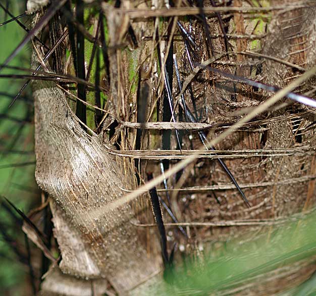   Acrocomia aculeata  close view of fibers and spines on stem 