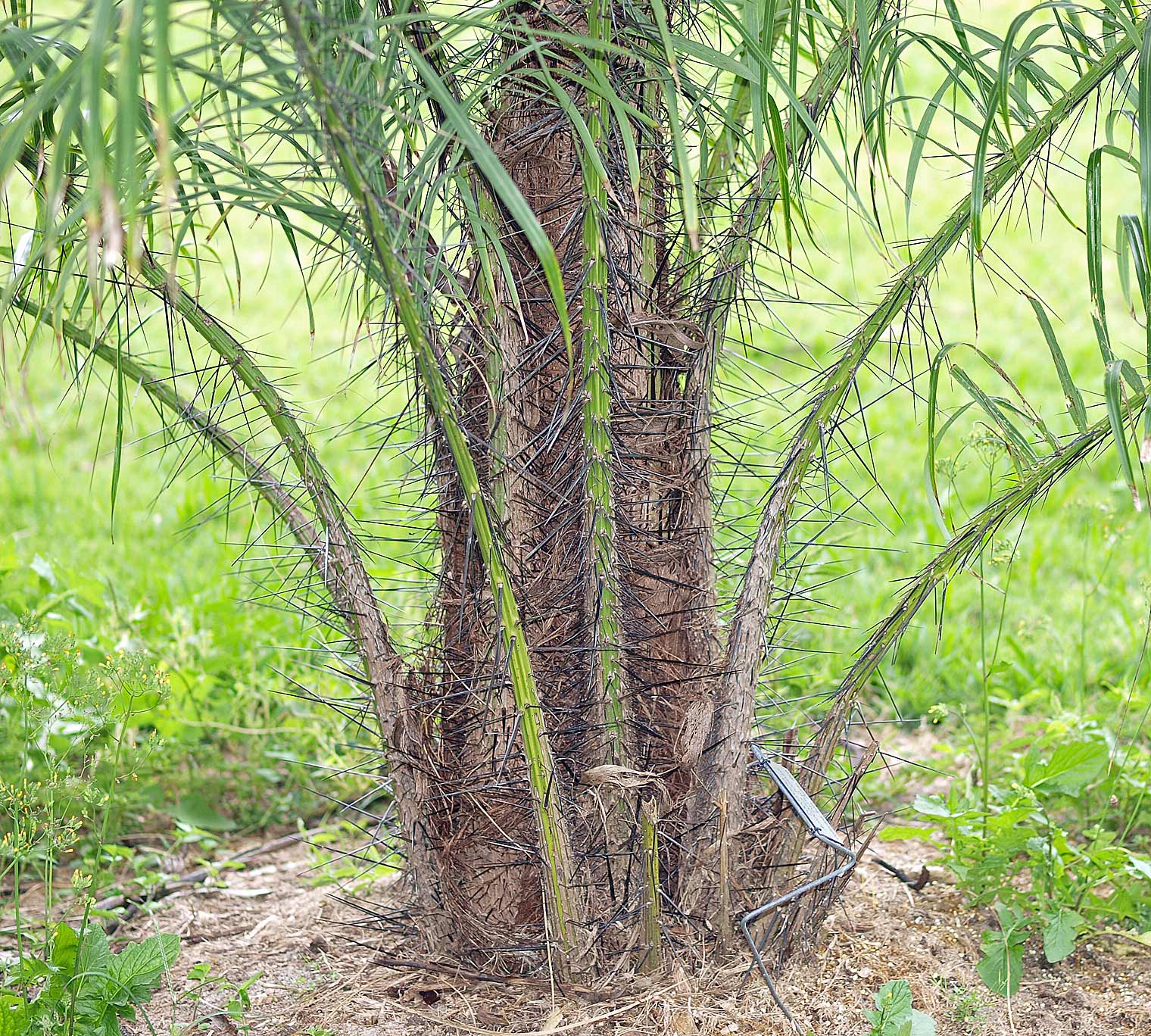   Acrocomia aculeata  stem of juvenile palm 