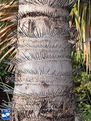   Acrocomia aculeata  spines on mature stem. Photograph courtesy of Fairchild Tropical Botanical Garden, Guide to Palms  http://palmguide.org/index.php  