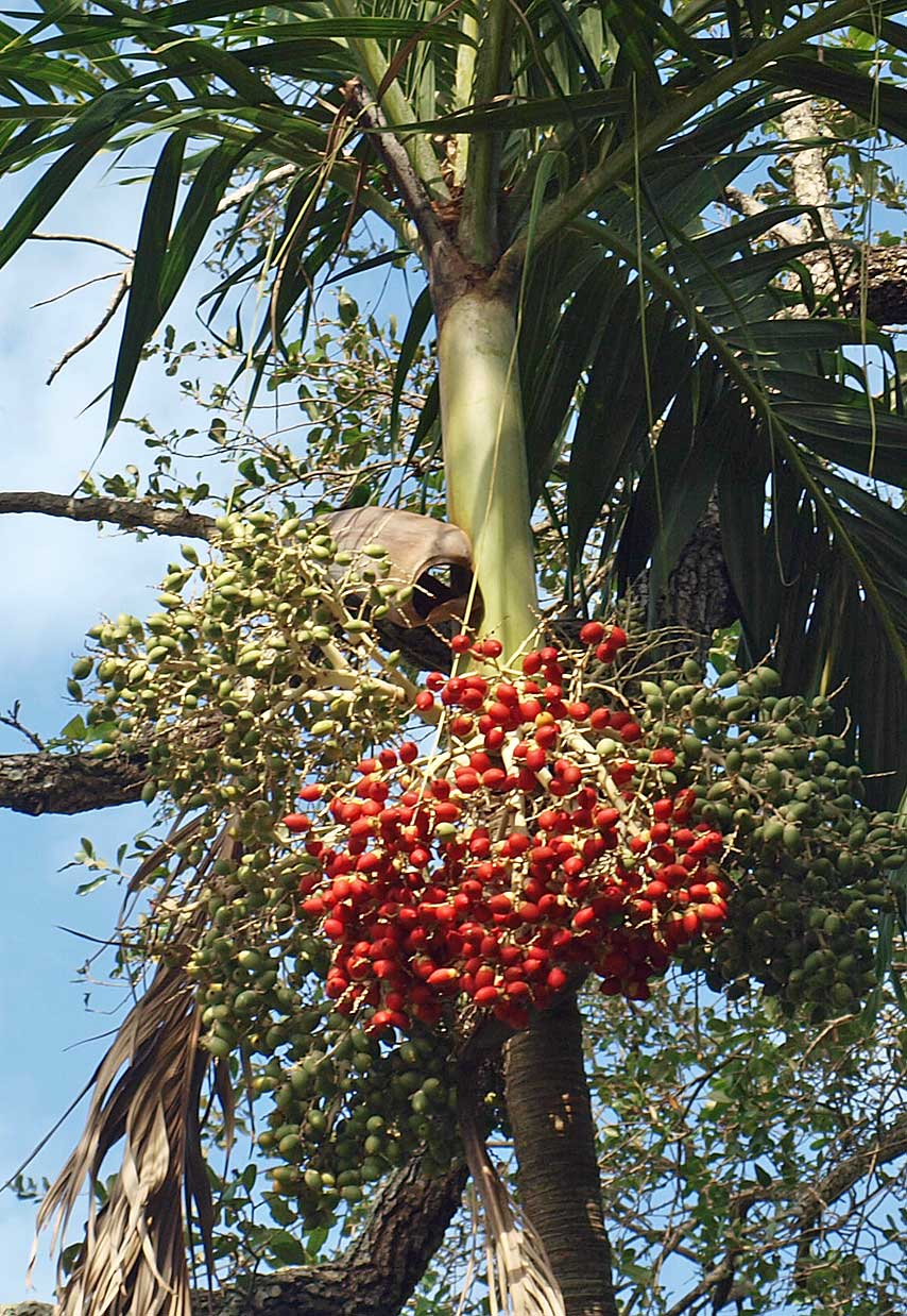   Adonidia merrillii  crown shaft and maturing fruit 