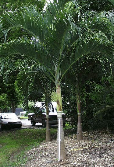   Adonidia merrillii  habit (MBC photo: 91590C). Photograph courtesy of Montgomery Botanical Center  http://www.montgomerybotanical.org/  