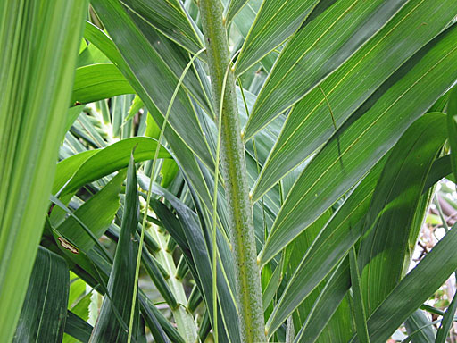   Adonidia merrillii  leaf with rachis tomentum and reins 
