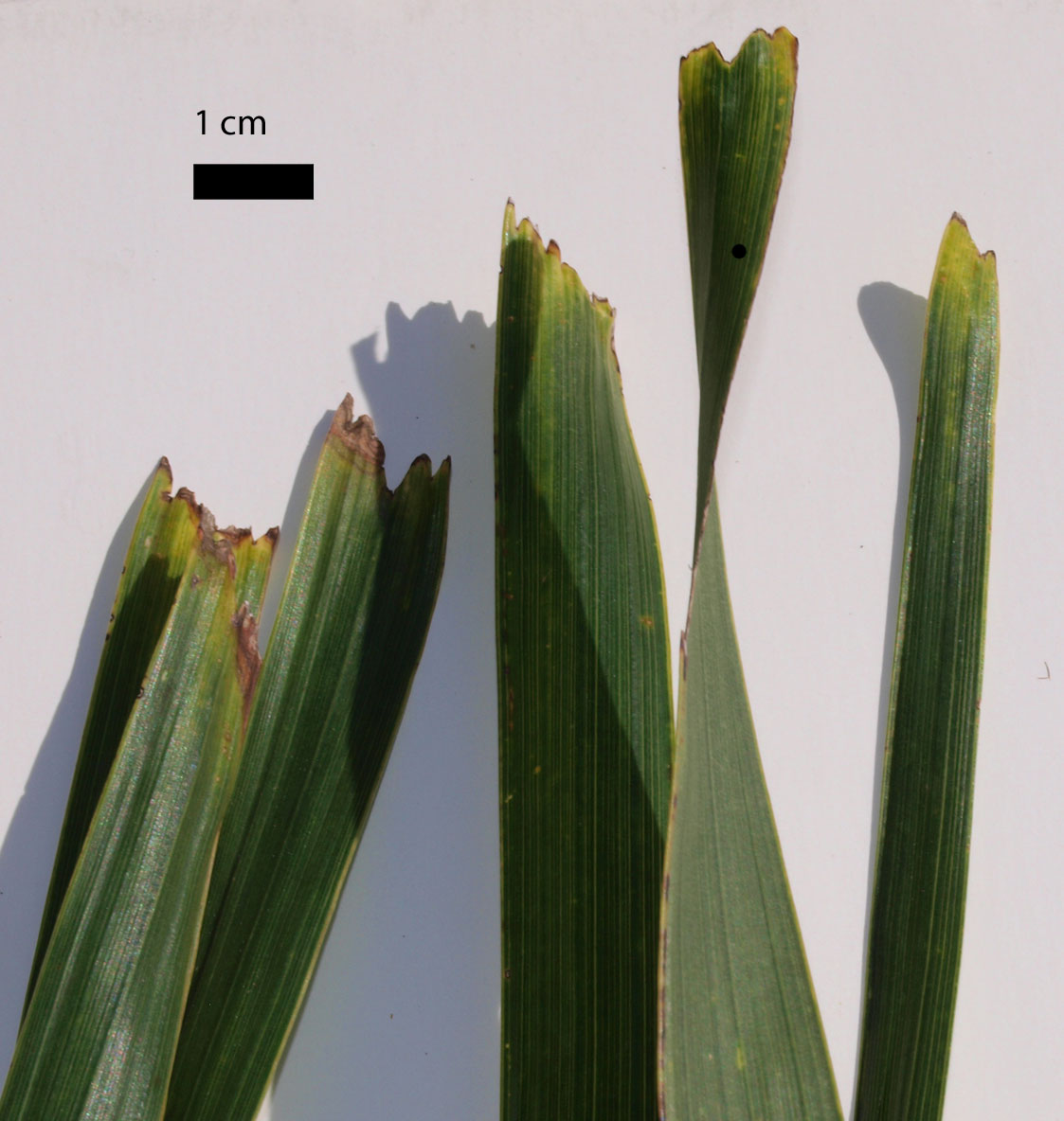   Adonidia merrillii  leaflet tips (cm scale) 