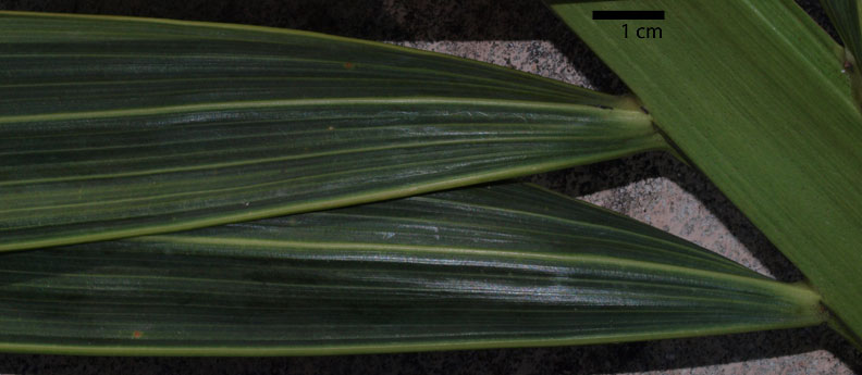   Adonidia merrillii  leaflet upper surface, with prominent midrib and marginal veins (cm scale) 