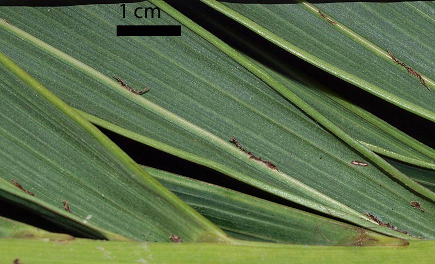   Adonidia merrillii  leaflet undersurface with brown ramenta, prominent midrib and secondary veins (cm scale) 