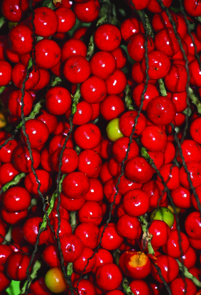   Aiphanes minima  fruit. Photograph courtesy of Scott Zona. 