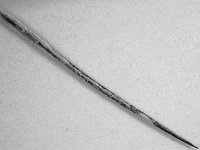   Aiphanes horrida  leaftlet spine with gray tomentum 