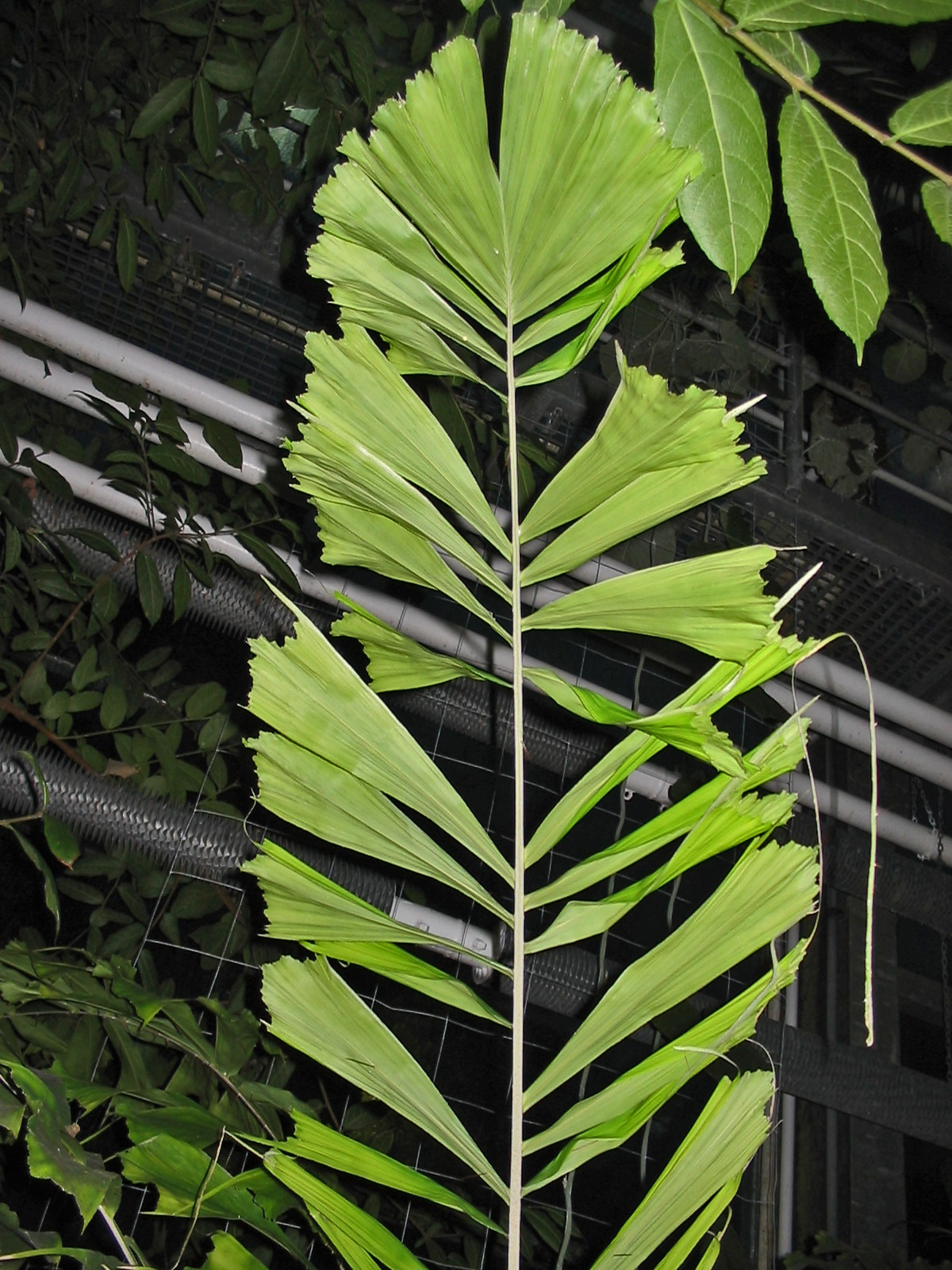   Aiphanes horrida  leaf in the botanical Garden Jena. Photograph courtesy of Ixitixel, wikipedia  http://commons.wikimedia.org/wiki/File:Aiphanes_horrida_(Leaf).jpg   