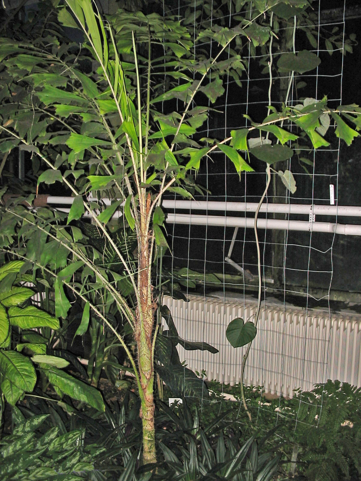   Aiphanes horrida  young palm in the botanical Garden Jena. Photograph courtesy of Ixitixel, wikipedia  http://en.wikipedia.org/wiki/Aiphanes_horrida  