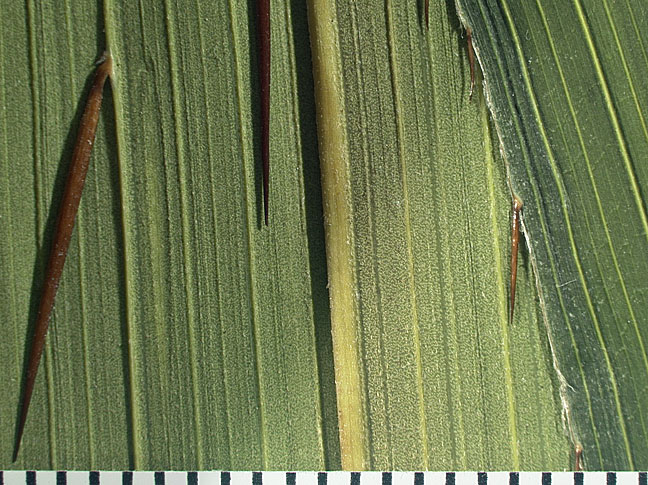   Aiphanes minima  abaxial surface of leaflet with midrib, secondary veins and spines. (Scale in mm) 