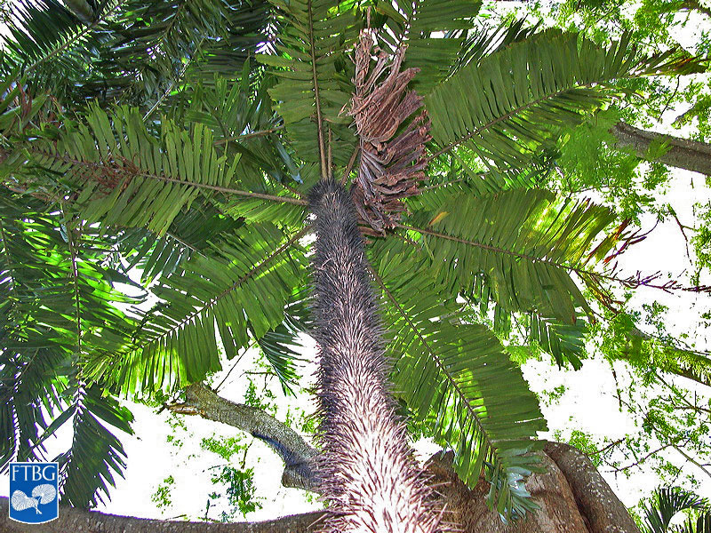  Aiphanes minima  leaf canopy and spines on mature stem. Photograph courtesy of Fairchild Tropical Botanical Garden, Guide to Palms  http://palmguide.org/index.php  