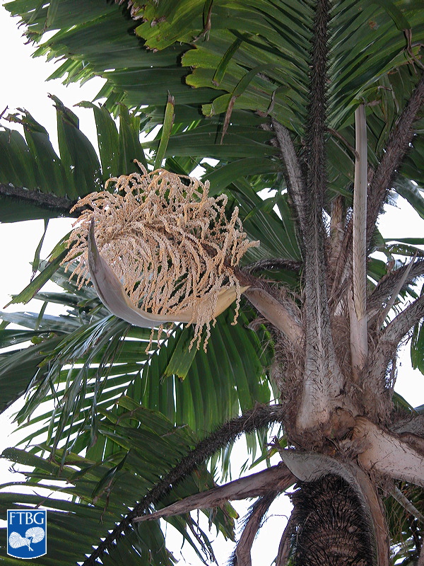  Aiphanes minima  leaf canopy and inflorescense. Photograph courtesy of Fairchild Tropical Botanical Garden, Guide to Palms  http://palmguide.org/index.php  