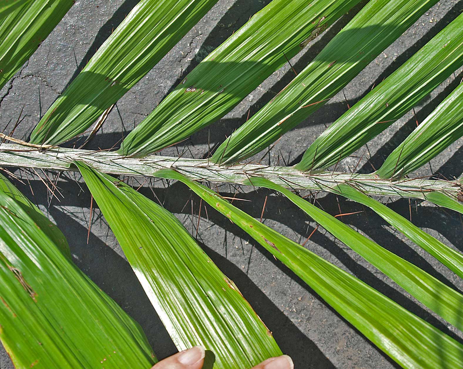   Aiphanes minima  section of leaf with rachis tomentum, spines, and marginal spinelets on leaflets 