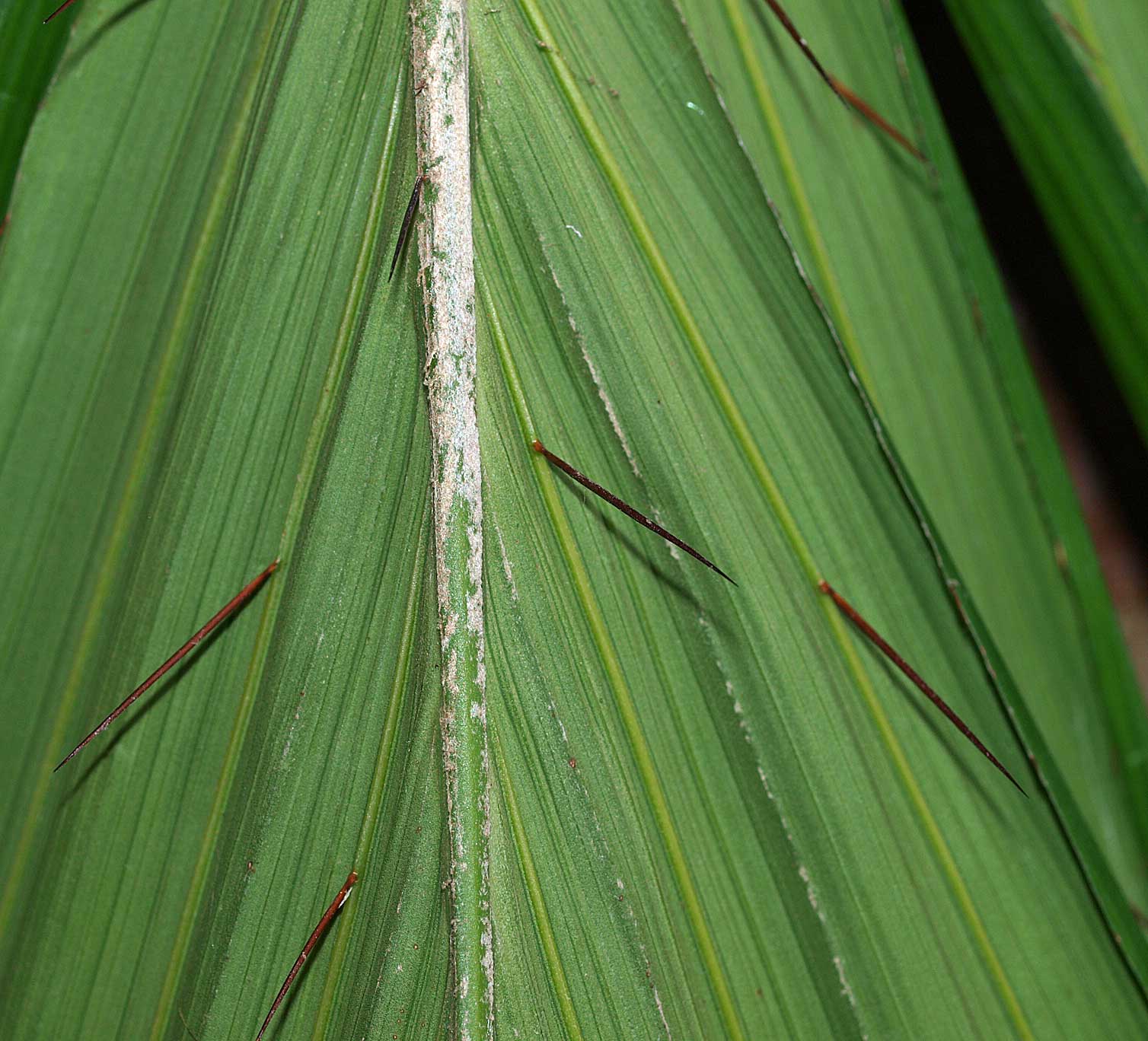   Aiphanes minima  abaxial leaflet spines 