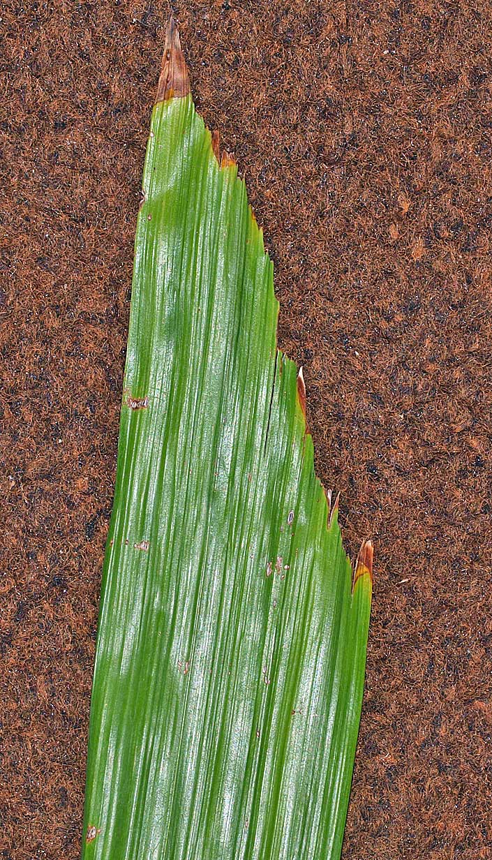   Aiphanes minima  mid-leaf leaflet tip 