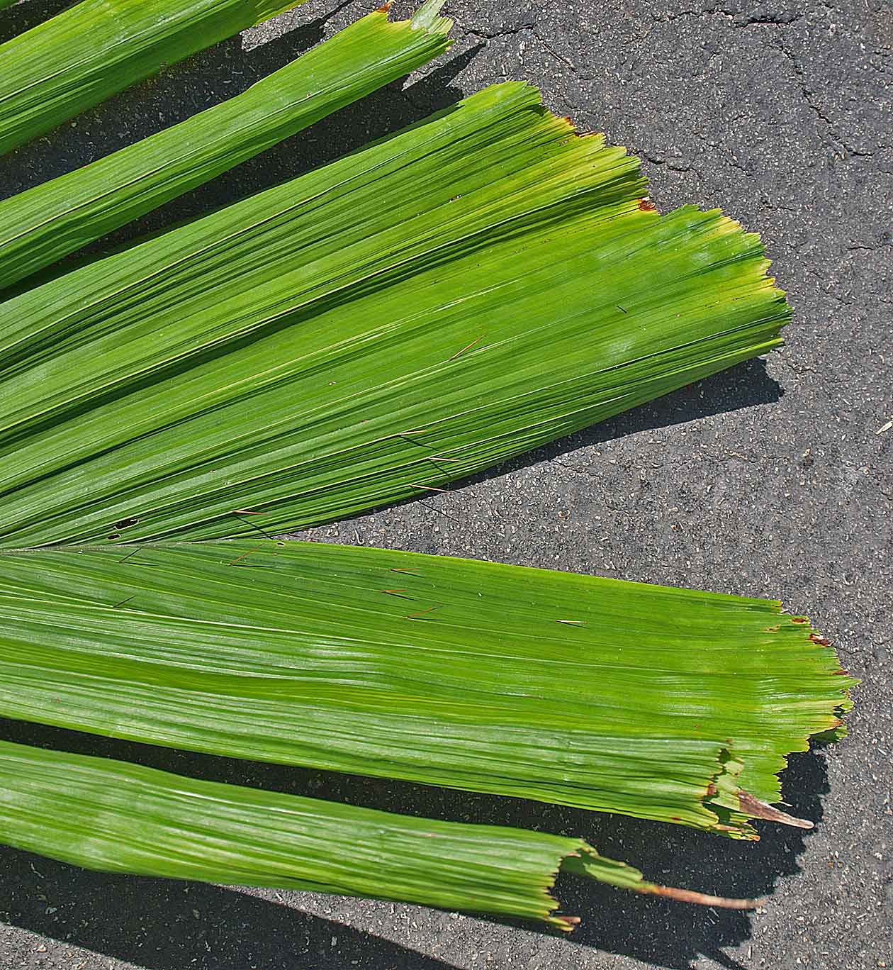   Aiphanes minima  apical leaflet tips 