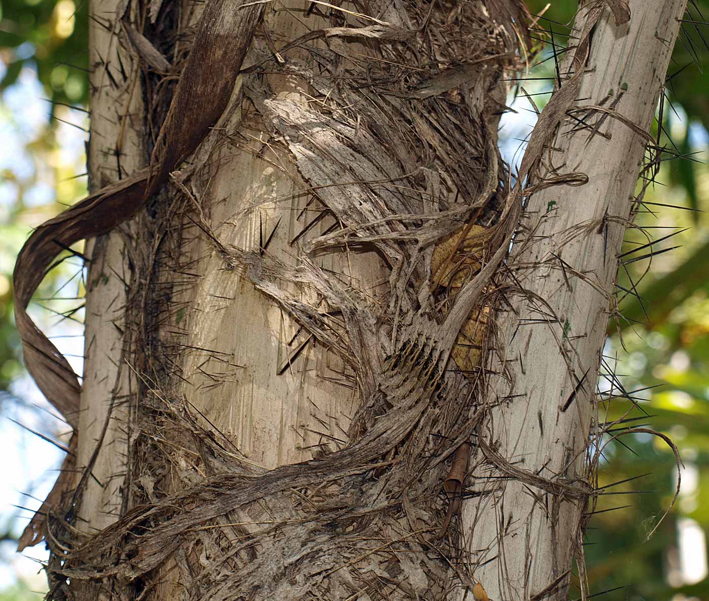   Aiphanes minima  fibers and leaf sheath 