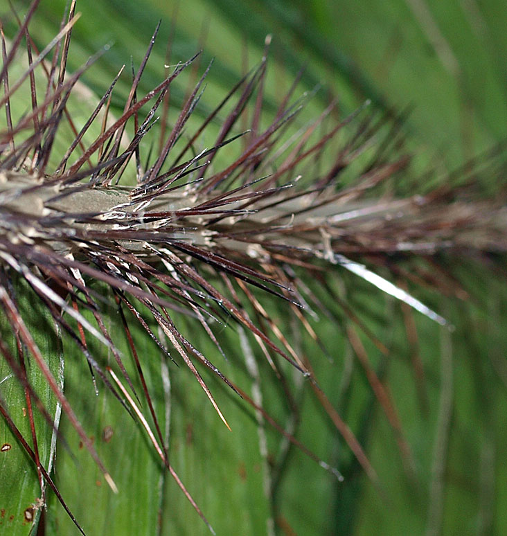   Aiphanes minima  abaxial rachis spines 