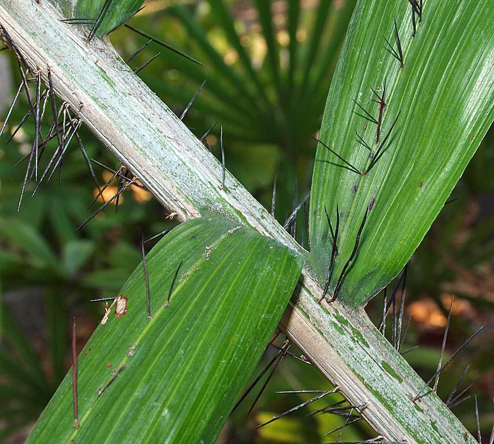   Aiphanes minima  adaxial rachis and leaflets with spines 