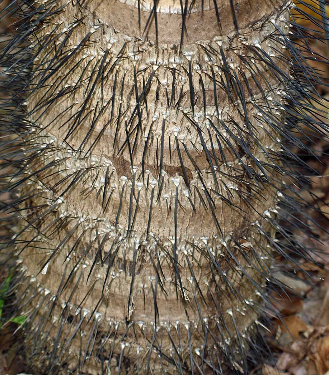   Aiphanes minima  spines and leaf scar rings 