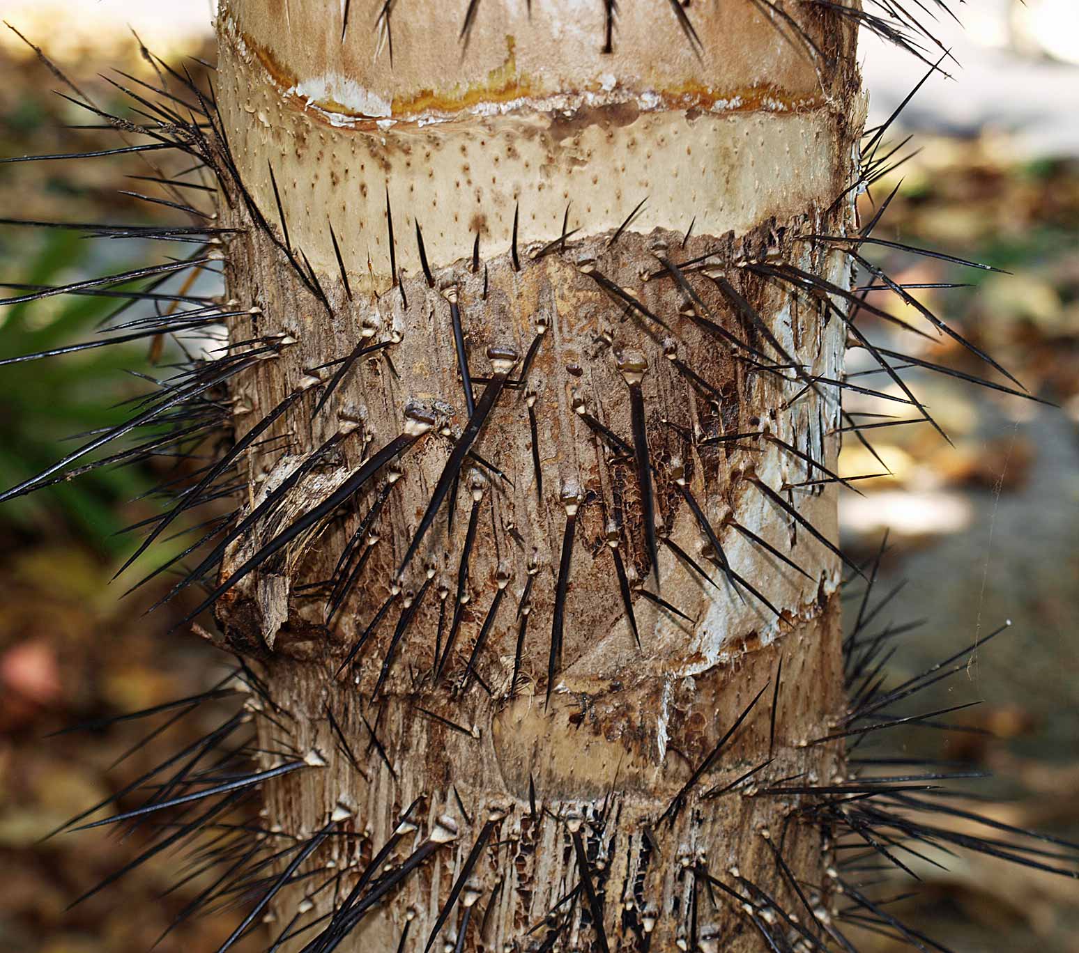   Aiphanes minima  spines and leaf scars on stem (closer view) 