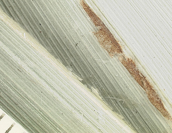   Allagoptera arenaria  abaxial leaflet surface with white scales and brown ramenta. (Scale in mm) 